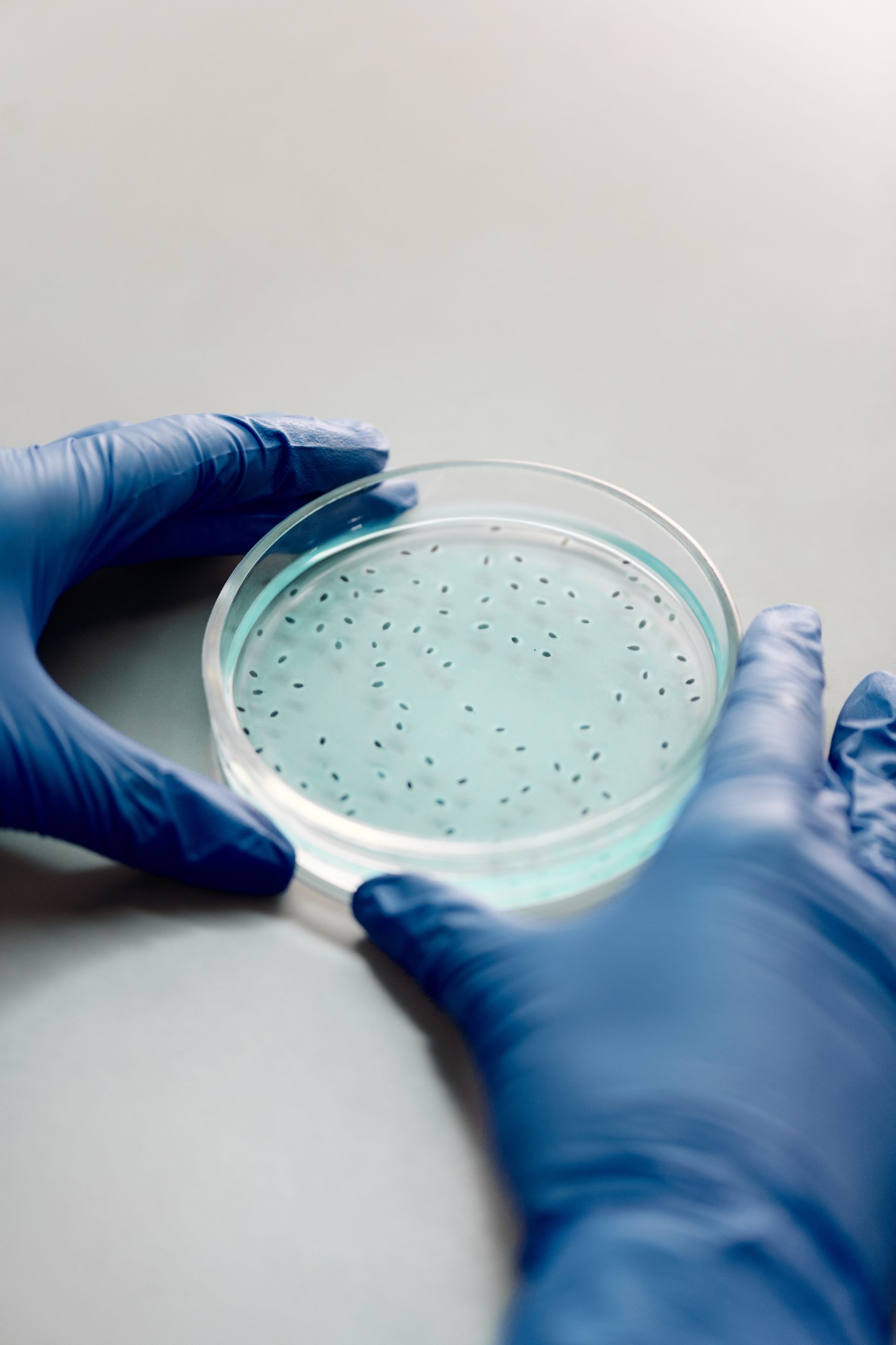 Hands in blue gloves holding a petri dish with Bifidobacterium Infantis on a light surface.